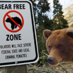 The bear's all like "seriously?"